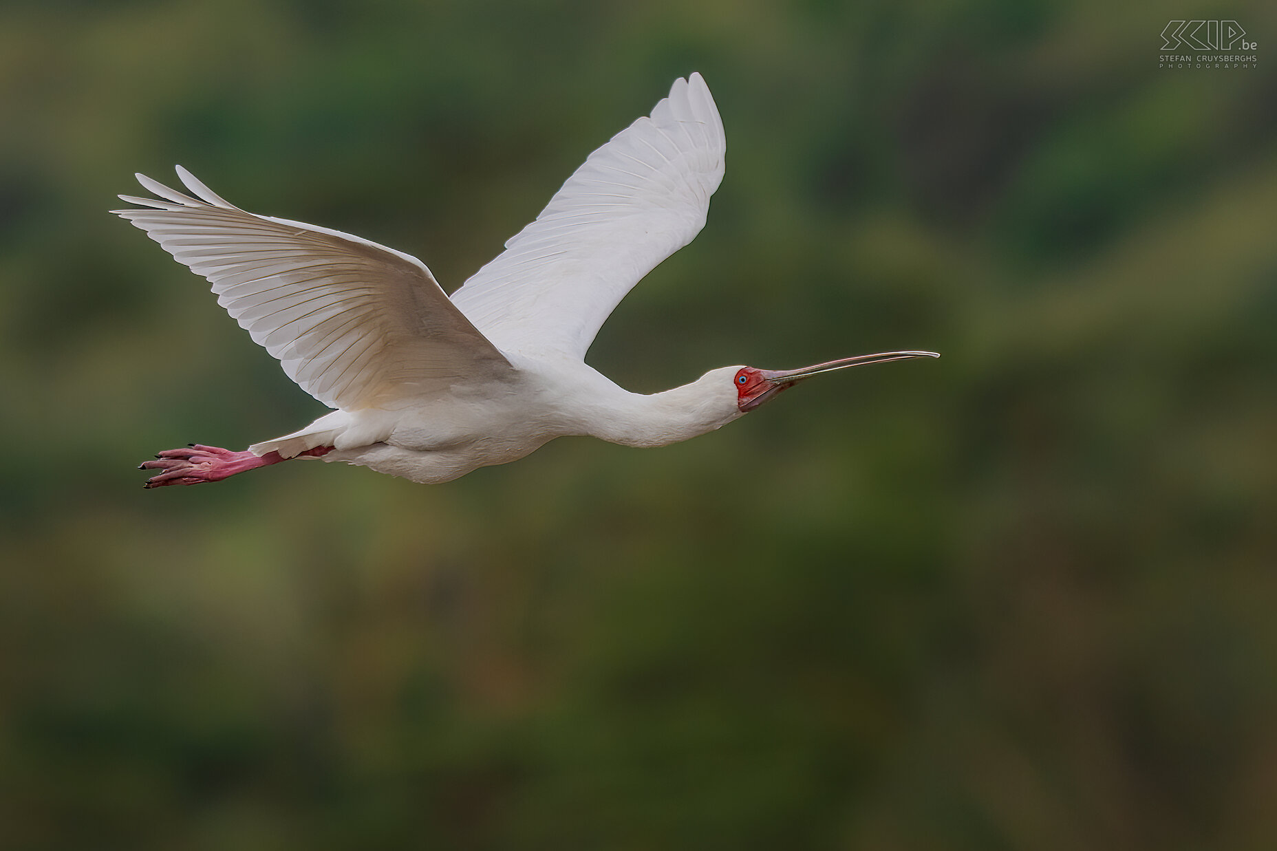 Nakuru NP - African spoonbill Platalea alba Stefan Cruysberghs